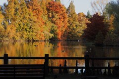 水辺の公園の彩