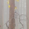 奥日光の秋②