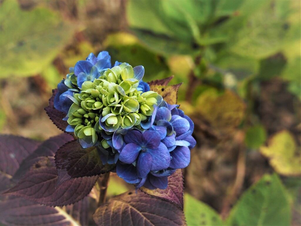 １１月の紫陽花