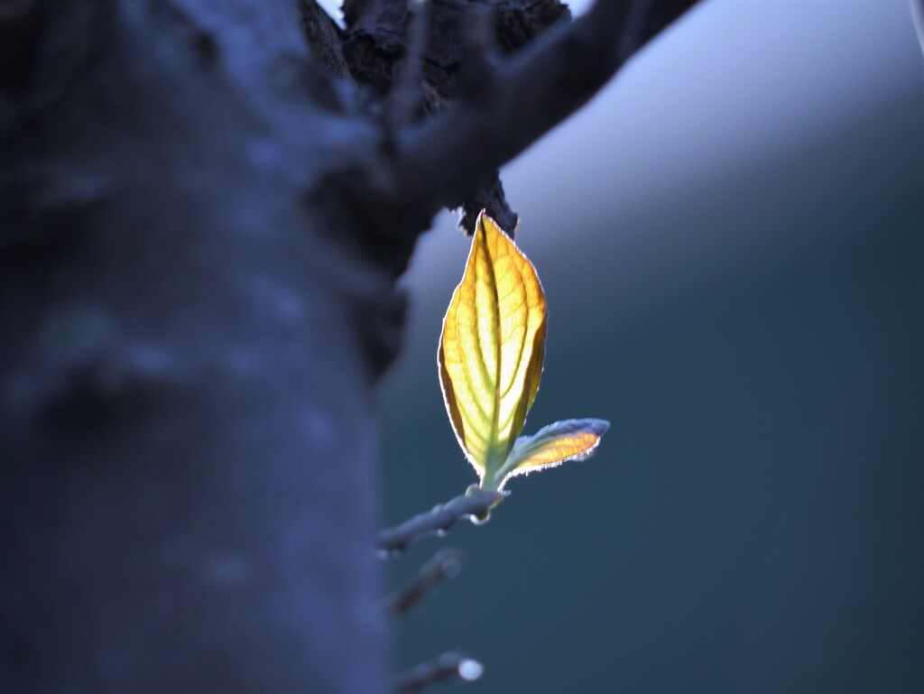 聖火灯る☆