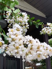 白い花シリーズ㊷