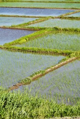 美味しく育って～