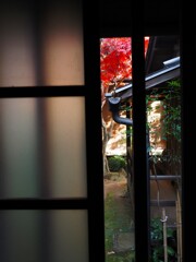 すりガラスに映える