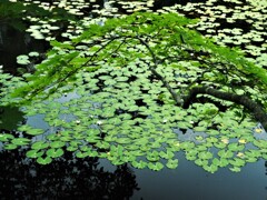 初夏の香り②