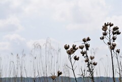 手賀沼の春（4）