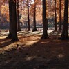 ラクウショウ、、、、紅葉 終盤を迎える