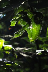 傷ついた葉っぱがくれた勇気