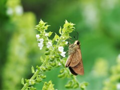 セセリチョウの朝食
