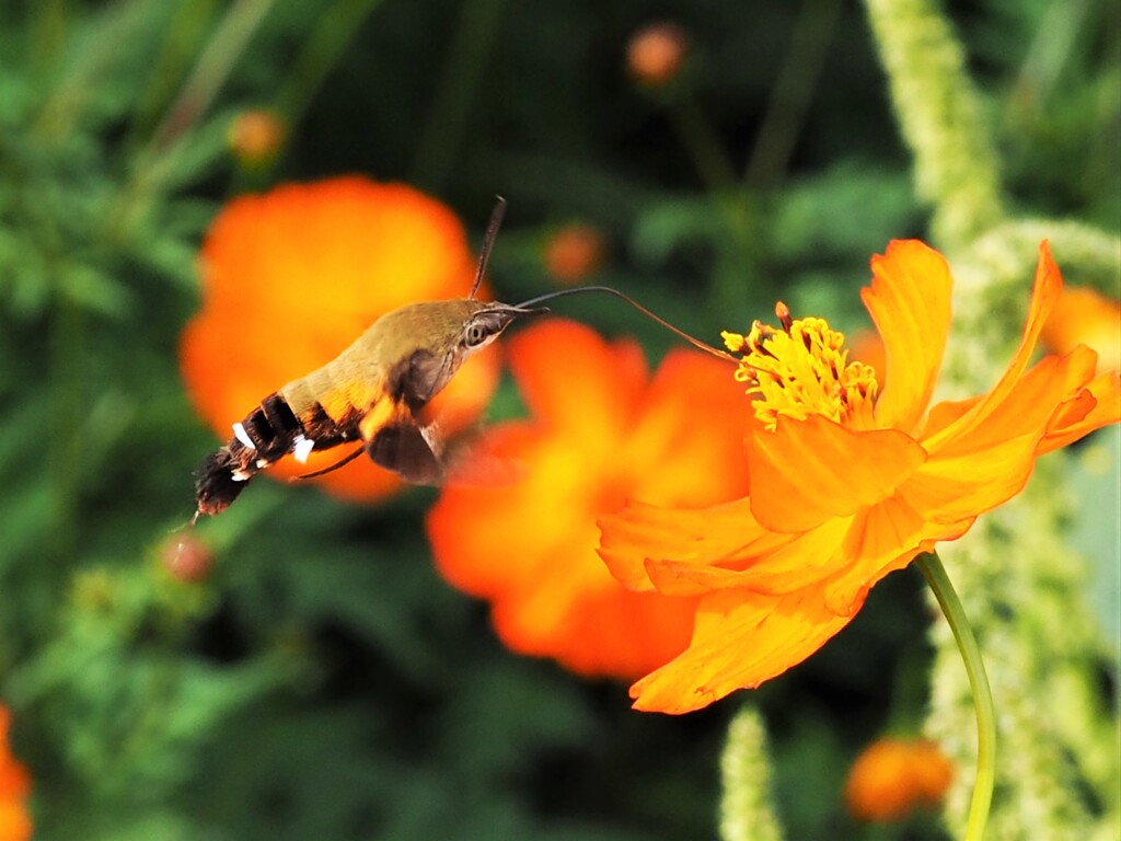 やっとこ、見つけました～