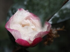 山茶花アイス