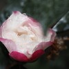 山茶花アイス
