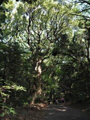 神宮の森