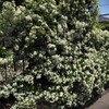 白い花シリーズ⑧