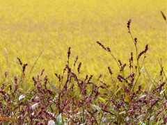 稲穂と赤まんま
