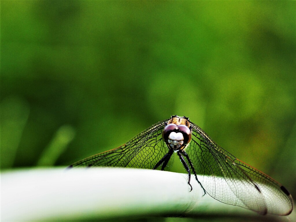 畑の仲間たち