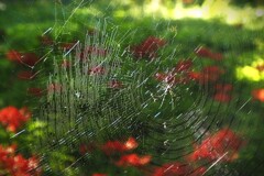 スパイダーマンに占領される