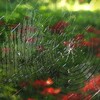 スパイダーマンに占領される