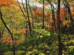 紅葉の森