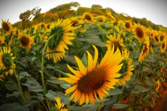 魚眼風、、、、②