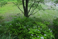 紫陽花の季節がやって来た。。