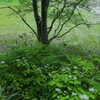 紫陽花の季節がやって来た。。