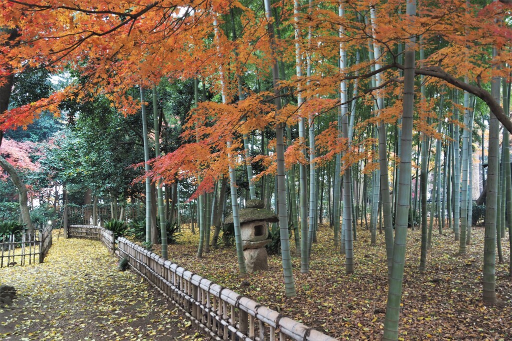 名残りの紅葉