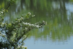 白い花シリーズ⑯