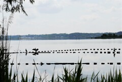 手賀沼の春（３）