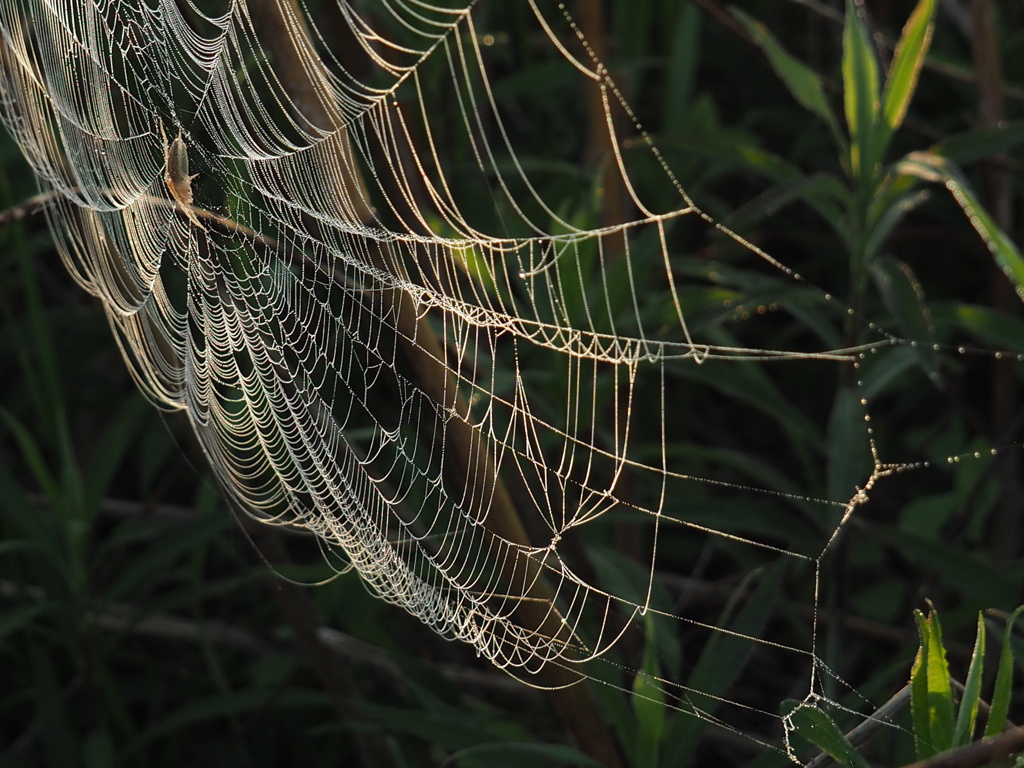 朝露と蜘蛛