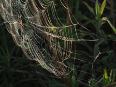 朝露と蜘蛛