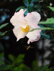 山茶花咲く