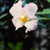 山茶花咲く