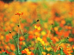 華やかな秋