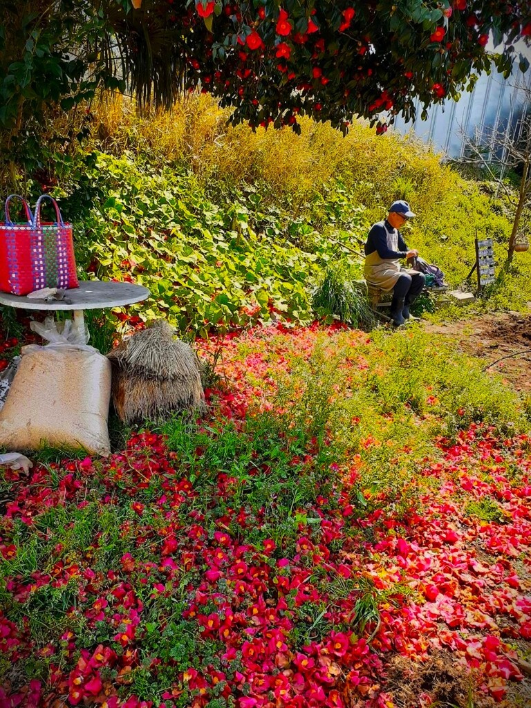 やぶ椿の大木の下で