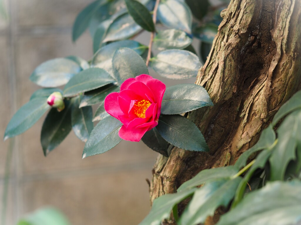 最後の山茶花