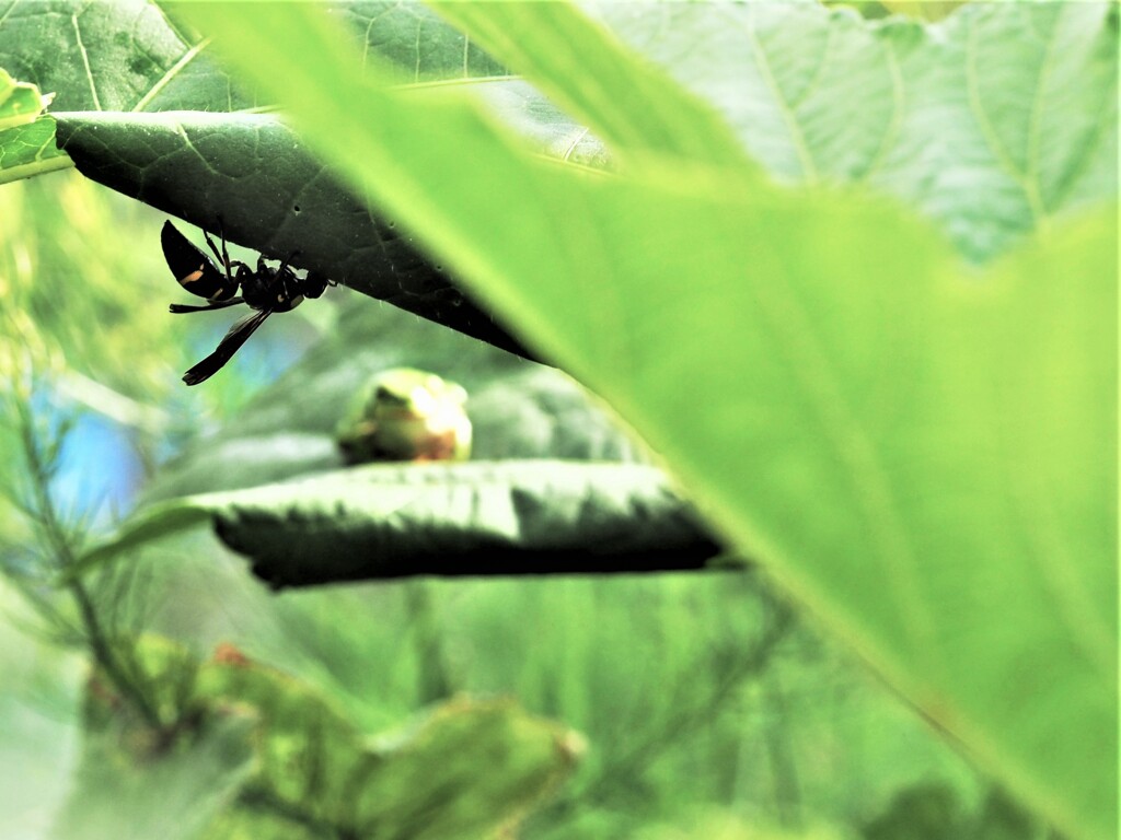 カエル君の忠告