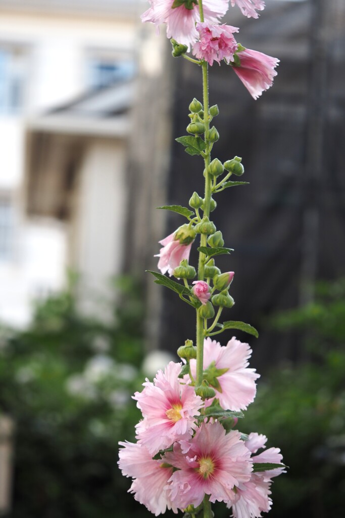 悩める⁉      タチアオイ
