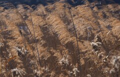 枯葉色の散歩道