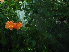 ノーゼンカズラ・第２弾　①