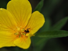 マクロレンズ楽しんでいます♪