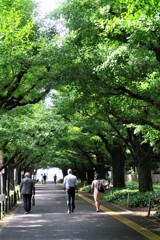 緑の外苑銀杏並木