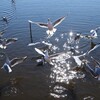 春。。 ユリカモメの舞（変更後）
