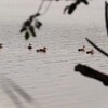逃げられたカモ