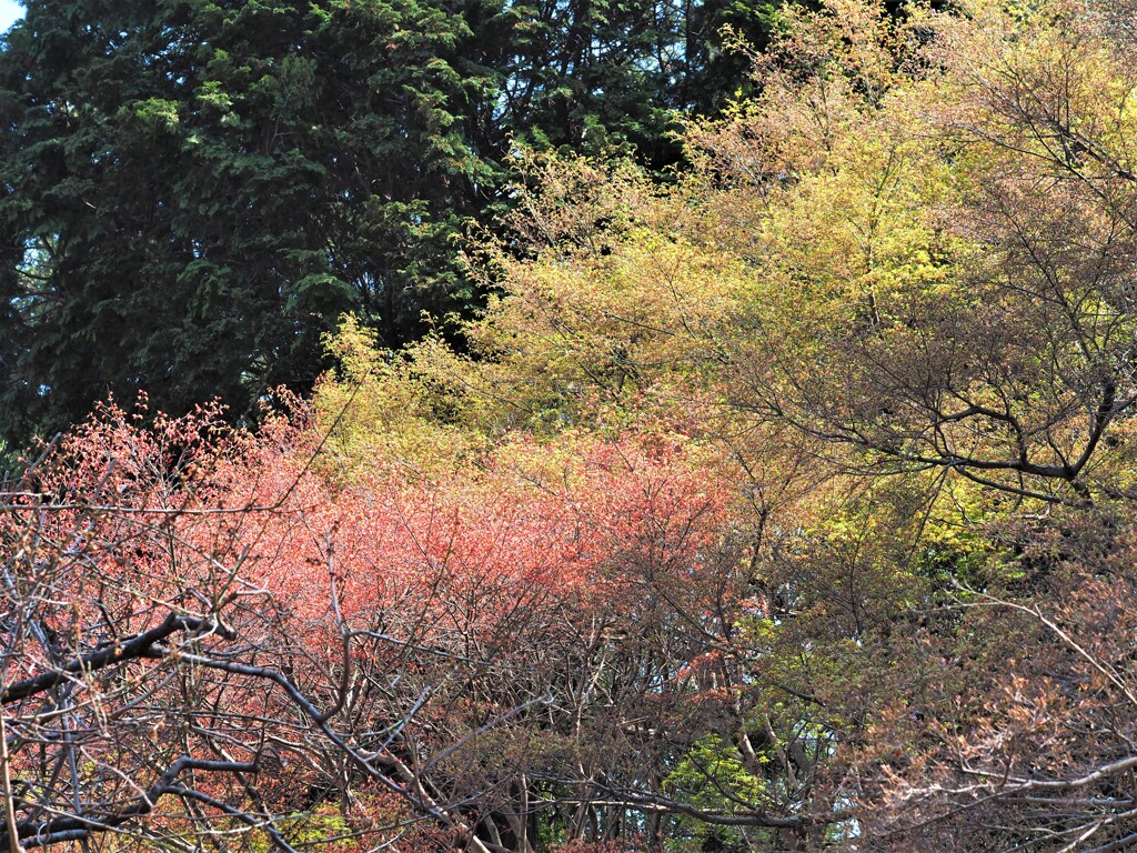 新緑っていうのでしょうか？