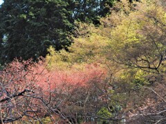 新緑っていうのでしょうか？