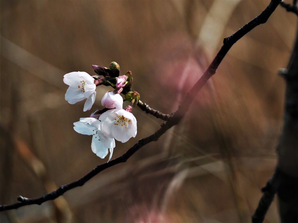 桜の一枝を♡♡