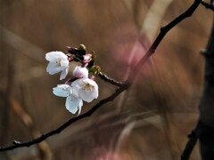 桜の一枝を♡♡