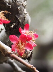 最後のお披露目☆