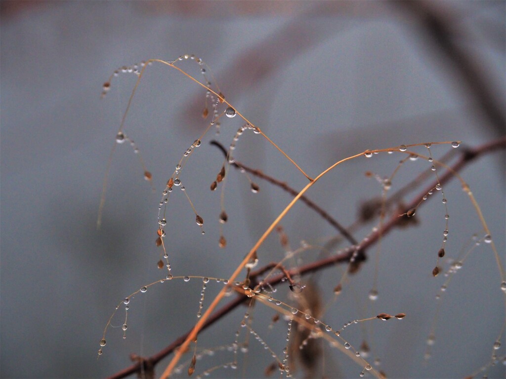 早朝散歩③