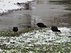 春の雪